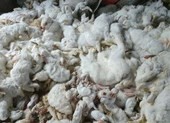 10.000 con thỏ chết 'bất đắc kỳ tử' vì tiếng pháo nhà hàng xóm