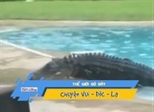 Hoảng hồn khi thấy cá sấu gần 3m ở bể bơi gia đình