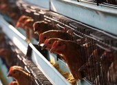 Trung Quốc phát hiện ổ dịch cúm A/H5N1 gần Vũ Hán