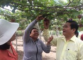 Du lịch đông khách nhờ 'Tôi thấy hoa vàng trên cỏ xanh'