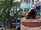Đừng đốn nhầm cây xanh còn khỏe
