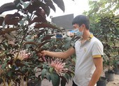 Xuất hiện loài hoa đẹp, độc lạ để chưng tết ở TP.HCM
