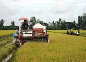 Lúa gạo ùn tắc, Bộ Công Thương kiến nghị khẩn