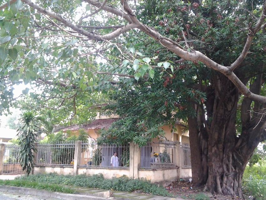 Ngôi chùa ‘đặc biệt’ trong bệnh viện tâm thần ở Biên Hòa ảnh 2