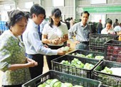 Một con gà… bán cho nhiều cơ sở kinh doanh