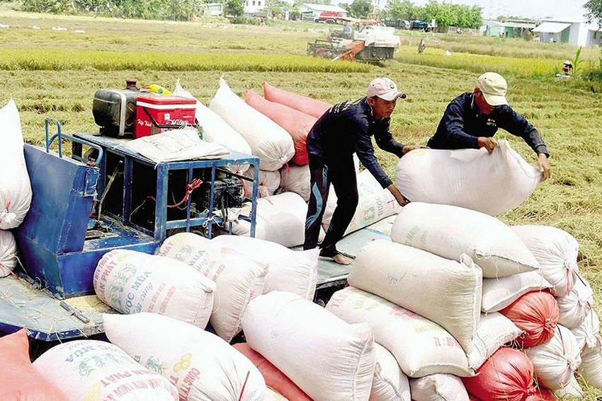 Lý do Việt Nam nhập hàng triệu tấn lúa từ Campuchia ảnh 1