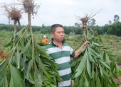 Dân phản ứng vì chính quyền nhổ keo mà không thông báo