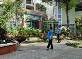 TP.HCM: Cây phượng trong trường bật gốc, 1 học sinh tử vong