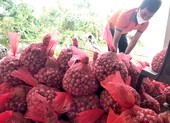 Đặc sản nổi tiếng Việt lên sàn, bán đắt như tôm tươi