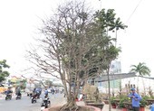 Xôn xao 'cụ' mai ngũ phúc hơn trăm tuổi giá 1,9 tỉ ở TP.HCM