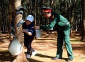 Giám đốc và trợ lý bị truy tố vì phá hàng trăm hecta rừng
