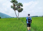 Cứu huyền thoại thốt nốt tình yêu Khedol ở Tây Ninh