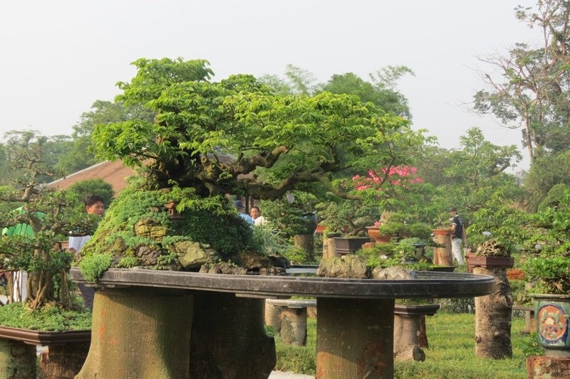Tái hiện vườn thượng uyển Cơ Hạ nổi tiếng với cây kiểng tuyệt tác - ảnh 1
