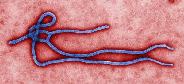 Mọi điều cần biết về Ebola - Đại dịch đang đe dọa thế giới ảnh 3
