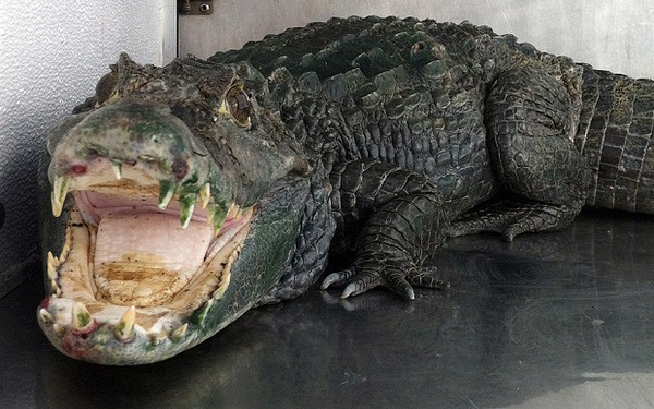 Tên trộm vừa thoát được cảnh sát thì bị cá sấu ăn thịt - Ảnh 2. Tên trộm vừa thoát được cảnh sát thì bị cá sấu ăn thịt - Ảnh 2.