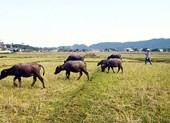 Chuyện phi lý: Trâu, bò ra đồng ăn cỏ, chủ phải đóng phí!