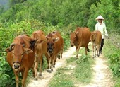 Vụ thu phí trâu bò ở Thanh Hóa: Hoàn trả tiền cho dân