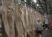 Khốn đốn vì bị vạ lây sau vụ heo tiêm thuốc an thần