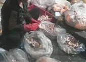 Ớn lạnh gà bán trong trung tâm giết mổ gia cầm