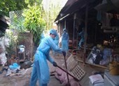 TP.HCM phát hiện ổ dịch tả heo châu Phi đầu tiên