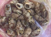 Xác định 2 loại ốc làm 1 người chết, 2 người cấp cứu