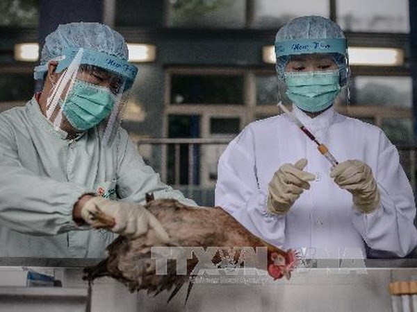 WHO khuyến cáo phòng chống dịch cúm A/H7N9 ảnh 1