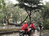 Cây xanh bật gốc đè chết một người đi xe máy ở TP.HCM