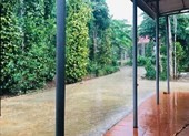 Quảng Trị đón cơn 'mưa vàng' sau những ngày nắng gay gắt