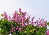 Ngắm bằng lăng tím nở rộ những ngày tháng 4 lịch sử