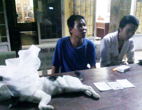 Cảnh sát truy đuổi kẻ hạ độc mèo ảnh 1