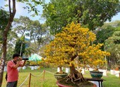 Ngẩn ngơ ngắm ‘cụ’ mai khổng lồ giá 2 tỉ tại Hội hoa xuân
