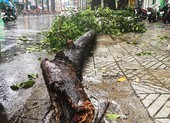 Cây tét nhánh đè trúng hai người đi xe máy ở đường 3/2