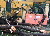 Cây gãy nhánh, đổ vào sân trường sau cơn mưa lớn ở quận 1