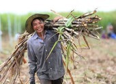 Đường Thái Lan giảm 75% nhờ áp thuế chống bán phá giá