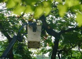 Trường Bạch Đằng đốn bỏ cây phượng còn lại sau sự cố