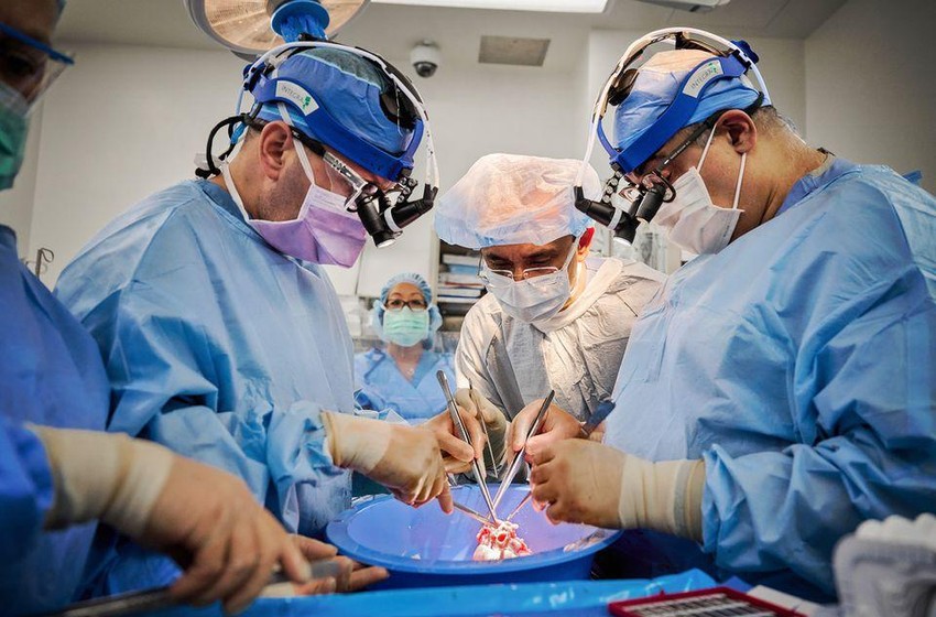 VIDEO: Mỹ cấy ghép thành công tim lợn vào hai bệnh nhân đã chết não ảnh 1