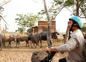 Cò đất vẫn ăn theo dù Sài Gòn Safari ‘đứng hình’