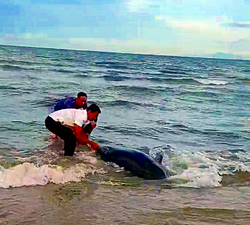 Nhóm du khách giải cứu cá heo ở bãi biển Mũi Né ảnh 3