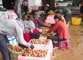 Vải thiều Việt Nam bán tại Nhật giá khủng 375.000 đồng/kg