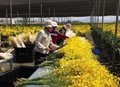 Không tăng cước vận chuyển hoa hỗ trợ bà con Đà Lạt