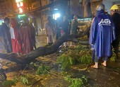 TP.HCM: Cây tét nhánh trong mưa lớn, đè chết người ở quận 10