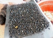Dịch ruồi ‘khủng bố’ trước tuần lễ du lịch Măng Đen