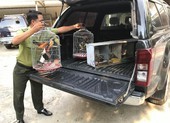 Kiểm lâm thả hàng chục con chim về môi trường tự nhiên