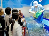Cua Cà Mau đấu với... cua hoàng đế Mỹ